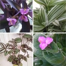 Die Grup Gardenbox 4 Çeşit Telgraf Çiçeği, 5-15 cm Tüplü Çiçekli Bodur Bitkiler, Tradescantia