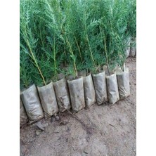 Die Grup Gardenbox Leylandi Çit Bitkisi, 10-30 Cm, 5 Adet Saksılı, Dış Mekan Ağacı, Cupressocyparis