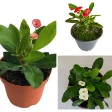 Die Grup Dikenler Tacı Milli Euphorbia Set 3 Adet Kırmızı-Pembe-Beyaz