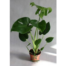 Die Grup Nura Botanik Deeve Tabanı Monstera, 30-60 Cm, Saksılı, Ofis Salon Çiçeği
