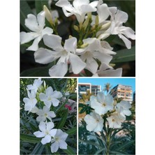 Die Grup Serada Decor & Plant Zakkum Kar Beyazı, 70-100 Cm, Tüplü Dış Mekan Çiçeği