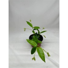Die Grup Serada Decor & Plant Arap Yasemini Fidanı Saksılı, Küçük Boy, Beyaz Çiçekli, Hızlı Büyüme