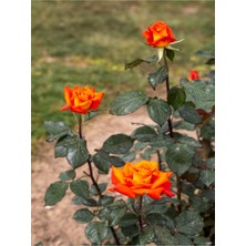 Die Grup Gardenbox Yediveren Koyu Somon Rengi Gül Fidanı, 2 Adet, Saksılı/tüplü, 35-60 Cm, Orange Rose