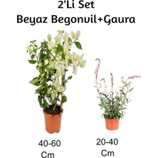Die Grup Gardenbox Beyaz Begonvil + Gaura 2'li Set Dış Mekan Bitkisi, Çok Renkli