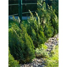 Die Grup Serada Decor & Plant Leylandi Fidanı, 30-40 Cm, 1 Adet Tüplü Cupressocyparis
