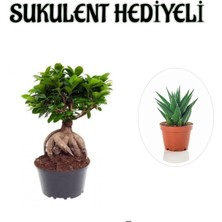 Die Grup Nura Botanik Hediyelik Bonsai Bitkisi, Sukulent Hediyeli, Teraryum Bitkisi