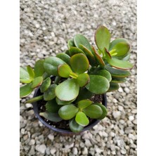Die Grup Gardenbox Crassula Ovata Saksılı Canlı Bitki, Orta Boy 20-30CM, Yeşil