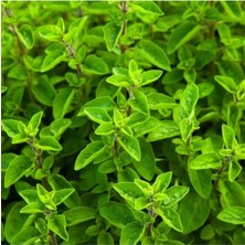 Die Grup Gardenbox Mis Kokulu Mercan Köşk Çiçeği Fidesi, 15-30 Cm, Tüplü, Origanum Majorana
