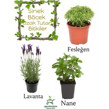 Die Grup Nura Botanik Sinek Böcek Kovucu Bitki Seti, Lavanta+Fesleğen+Nane, 10-20 cm