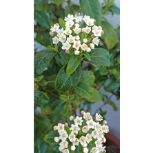 Die Grup Serada Decor & Plant Viburnum Tinus Yaprak Dökmeyen Kartopu Fidanı, 1-2 Yaş