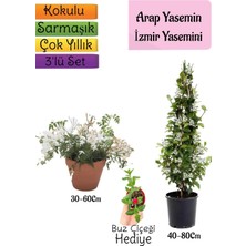 Die Grup Nura Botanik Kokulu Arap Yasemini, Klasik Izmir Yasemin, Buz Çiçeği 3'lü Bahçe Seti
