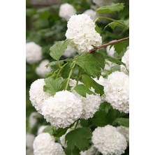 Die Grup Nura Botanik Viburnum Kartopu Çiçeği Fidanı, 1 Adet, 35-65CM, Saksılı Tüplü
