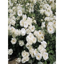 Die Grup Gardenbox Beyaz Sarmasık Çardak Gülü Fidanı, Saksılı, 60-120CM, Rose On A Pergola