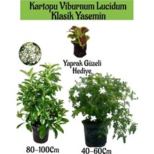 Die Grup Serada Decor & Plant Kartopu Viburnum, Klasik Izmir Yasemini, Yaprak Güzeli Bahçe Bitkisi Seti, 3 Adet