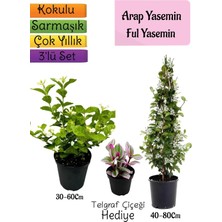 Die Grup Bitkim Sende Kokulu Arap Yasemini, Ful Yasemin, Telgraf Çiçeği 3'lü Bahçe Seti