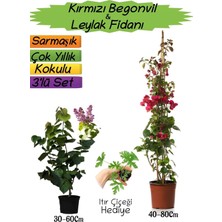Die Grup Gardenbox Kırmızı Begonvil, Mor Leylak Fidanı, Itır Çiçeği 3'lü Peyzaj Seti