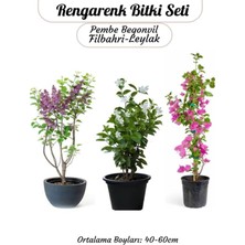 Die Grup Gardenbox Pembe Begonvil, Filbahri Ağaç Şakayığı, Kokulu Leylak Çiçeği Bahçe Seti, 40-60CM
