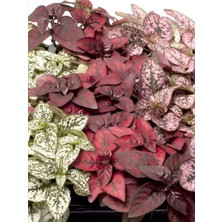 Die Grup Serada Decor & Plant Hostes Çiçeği, 3 Adet Saksılı, 10-15CM, Beyaz/kırmızı/pembe Renk, Hypoestes