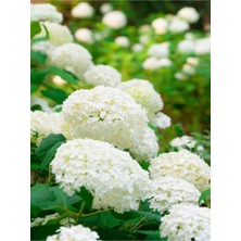 Die Grup Serada Decor & Plant Videoluçınar Kartopu Çiçeği Fidanı, 50-60 Cm, Tüplü/saksılı, Dış Mekan Hydrangea, Çok Renkli