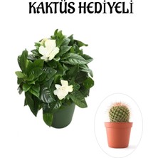 Die Grup Nura Botanik Yoğun Mis Kokulu Gardenya Çiçeği, Kaktüs Hediyeli, Bodur Çiçekli Bitki