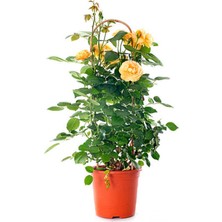 Die Grup Bitkim Sende Sarı Gül Fidanı, 4 Mevsim Dikilir, Mumyalı Aşılı, 10-15 Cm, Tüplü/saksılı, 1 Adet