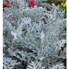 Die Grup Nura Botanik Bahçe Külü Çiçeği Fidanı, 30-50 Cm, Saksılı, Cineraria Maritima