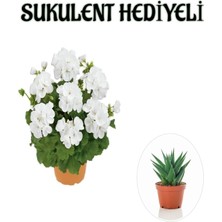 Die Grup Nura Botanik Beyaz Sardunya Çiçeği, Çiçekli Bodur Bitki, Sukulent Hediye