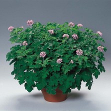 Die Grup Nura Botanik Itır Sardunya Fidanı 20-40 cm Saksılı Çiçekli Bodur Bitkiler Geranium