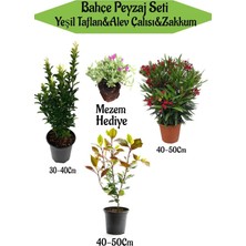 Die Grup Bahçe Seti 1 Adet Yeşil Taflan+1 Adet Alev Çalısı+1 Adet Kırmızı Zakkum+Hediye Mezem, BTSNN23032441