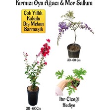 Die Grup Kırmızı Oya Ağacı Fidanı+Mor Salkım Ağacı Fidanı Itır Çiçeği Hediyeli Bahçe Peyzaj Seti