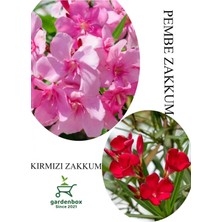 Die Grup Nura Botanik Pembe Zakkum Fidanı, Kırmızı Zakkum, Saksılı, 30-60CM, Çok Renkli, 2 Adet Set