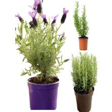 Die Grup Nura Botanik Kokulu Aromatik Bitki Seti, Lavanta-Biberiye-Kekik, Saksılı 3 Adet, 10-20 Cm, Iç-Dış Mekan