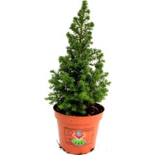 Die Grup Nura Botanik Chamaecyparis Elwoodi Mini Çam Ağacı, 35-45 cm Saksıda, Iran Çamı