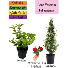 Die Grup Nura Botanik Kokulu Arap Yasemini, Ful Yasemin, Mini Kırmızı Gül Hediyeli 3'lü Bahçe Seti, 40-80CM