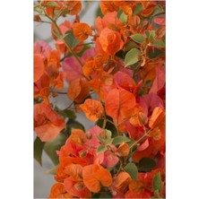 Die Grup Nadir Bulunan Turuncu Begonvil Sarmaşığı 40-50 cm Tüplü Çiçekli Bodur Bitki Bougainvillea