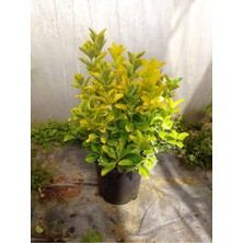 Die Grup Gardenbox Gold Taflan, 10 Adet, Büyük Boy 40-50 Cm, Sarı