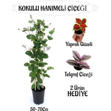Die Grup Nura Botanik Mis Kokulu Hanımeli Çiçeği 1 Adet + Yaprak Güzeli ve Telgraf Çiçekleri Hediye, Çok Renkli