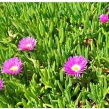 Die Grup Nura Botanik Saksılı Kaz Ayağı Çiçeği Fidanı, 10-20 Cm, Pembe
