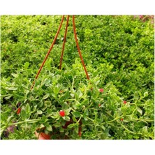 Die Grup Nura Botanik Buz Çiçeği Fidanı, 1 Adet, Askılı Saksıda, 20-30CM, Çok Renkli