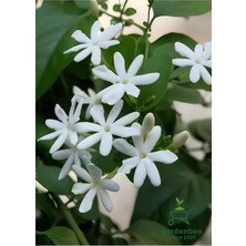 Die Grup Nura Botanik Mis Kokulu Ful Yasemin Çiçeği, 1 Adet Saksılı, 30-50 Cm, Dış Mekan Sarmaşık Bitki