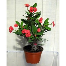 Die Grup Nura Botanik Kırmızı Euphorbia (Dikenler Tacı Çiçeği) 15-30CM Saksılı