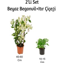 Die Grup Gardenbox Beyaz Begonvil + Itır Çiçeği 2'li Set, Dış Mekan Bitkisi