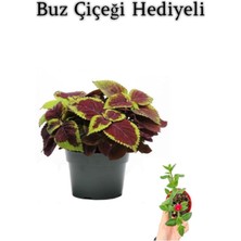 Die Grup Nura Botanik Renkli Yapraklı Yaprak-Cam Güzeli, Buz Çiçeği Hediyeli, Çiçekli Bodur Bitki