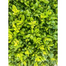 Die Grup Nura Botanik Pitos Bodur Yıldız Çalısı Fidanı, Pittosporum Tobira, 1 Adet, Saksılı, 15-30 Cm, Çok Renkli