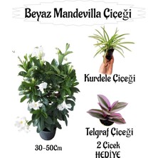 Die Grup Serada Decor & Plant Beyaz Mandevilla Çiçeği Saksılı