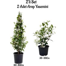 Die Grup Gardenbox Yoğun Kokulu Arap Yasemini Fidanı, 2'li Bahçe Peyzaj Seti, Çok Renkli