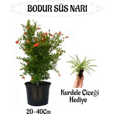 Die Grup Serada Decor & Plant Bodur Süs Narı Fidanı Saksılı, 20-40 Cm, Kurdele Çiçeği Hediyeli Bahçe Peyzaj Seti