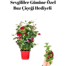 Die Grup Nura Botanik Kokulu Kırmızı Sarmaşık Mandevilla Buz Çiçeği Hediyeli