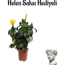 Die Grup Nura Botanik Sarı Japon Gülü (Hibiscus Rosa), Helen Saksı Hediyeli, Çiçekli Bodur Bitki