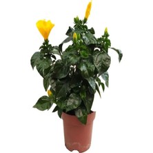 Die Grup Nura Botanik Sarı Renk Japon Gülü Çiçeği Fidanı, 1 Adet Saksılı, 50-70 Cm, Hibiscus Rose